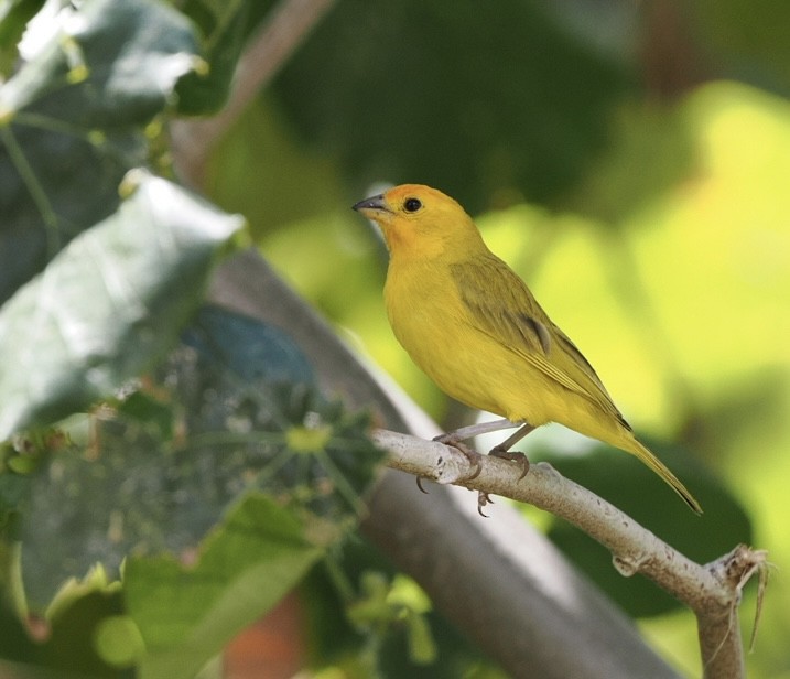 Saffron Finch - ML617149378