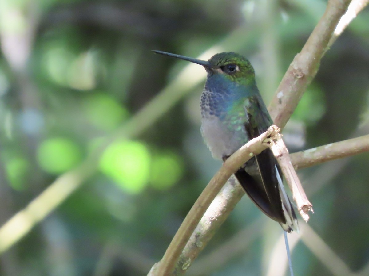 Green-backed Hillstar - ML617149392