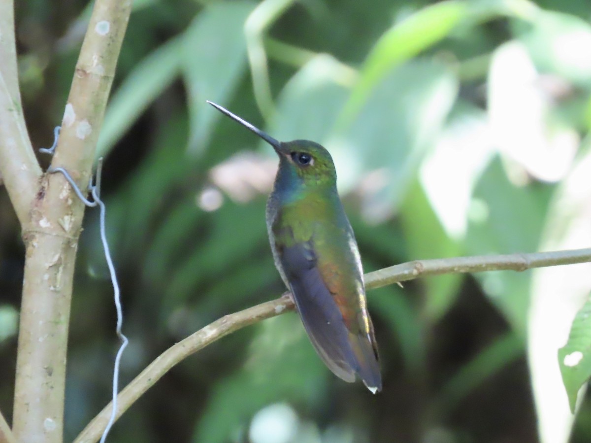 Green-backed Hillstar - ML617149394