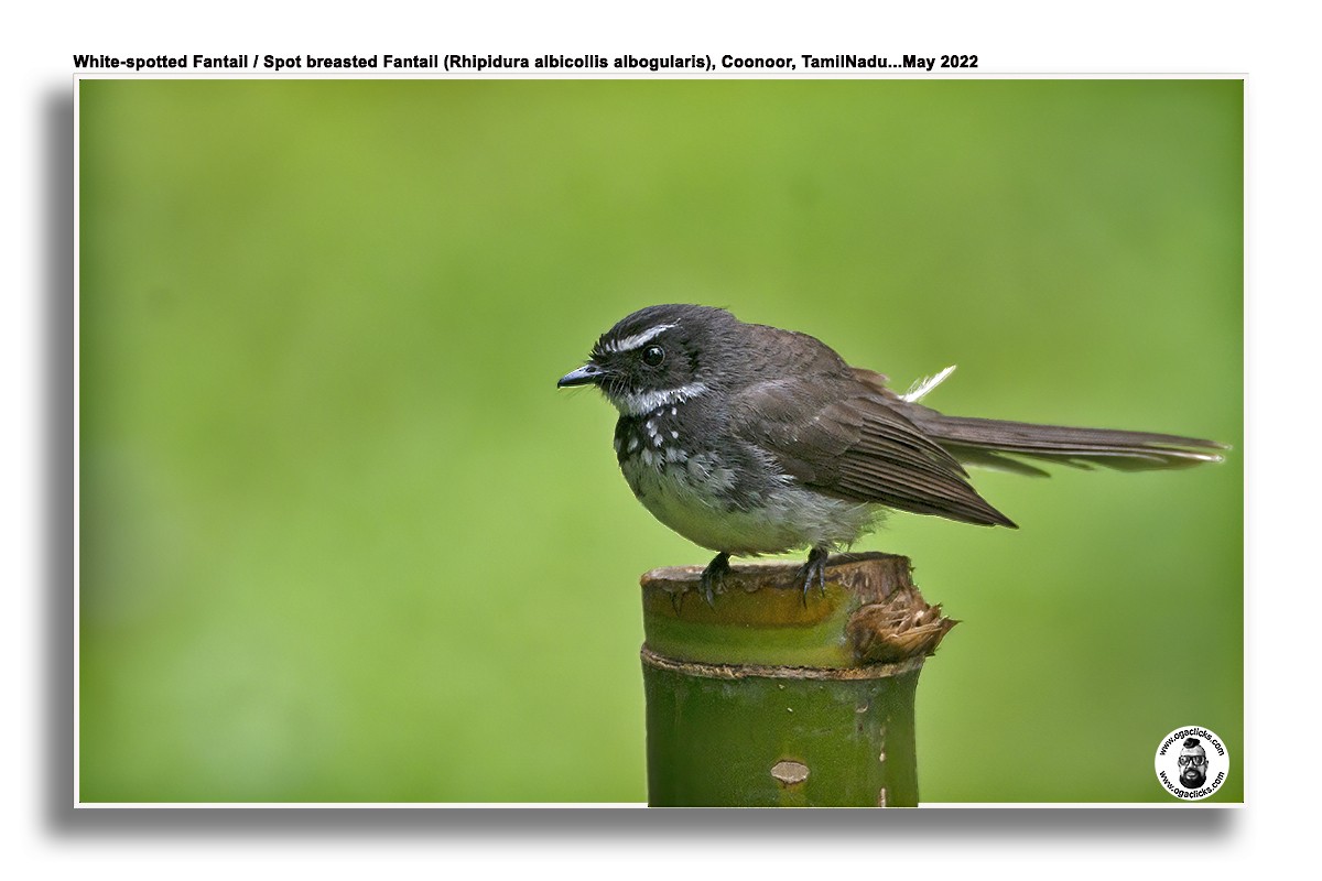 Spot-breasted Fantail - ML617149405