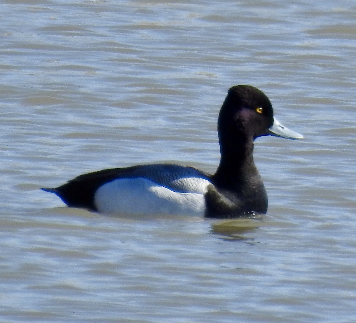 Lesser Scaup - Stephanie Miller