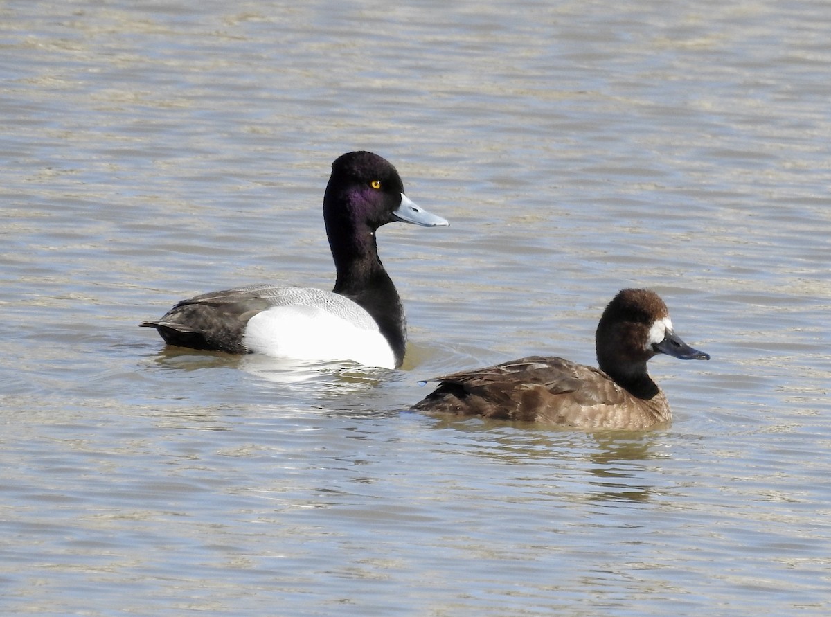 Lesser Scaup - Stephanie Miller