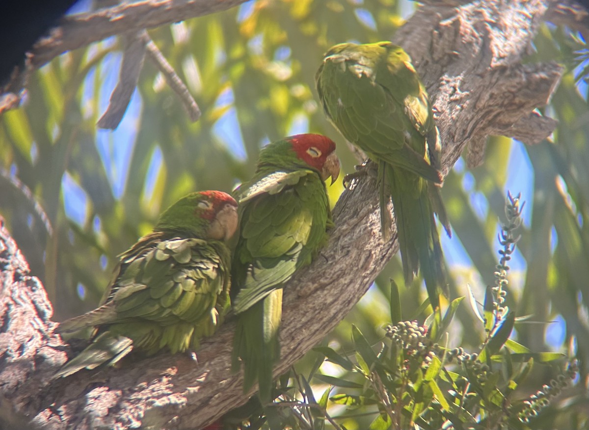 Red-masked Parakeet - ML617149439