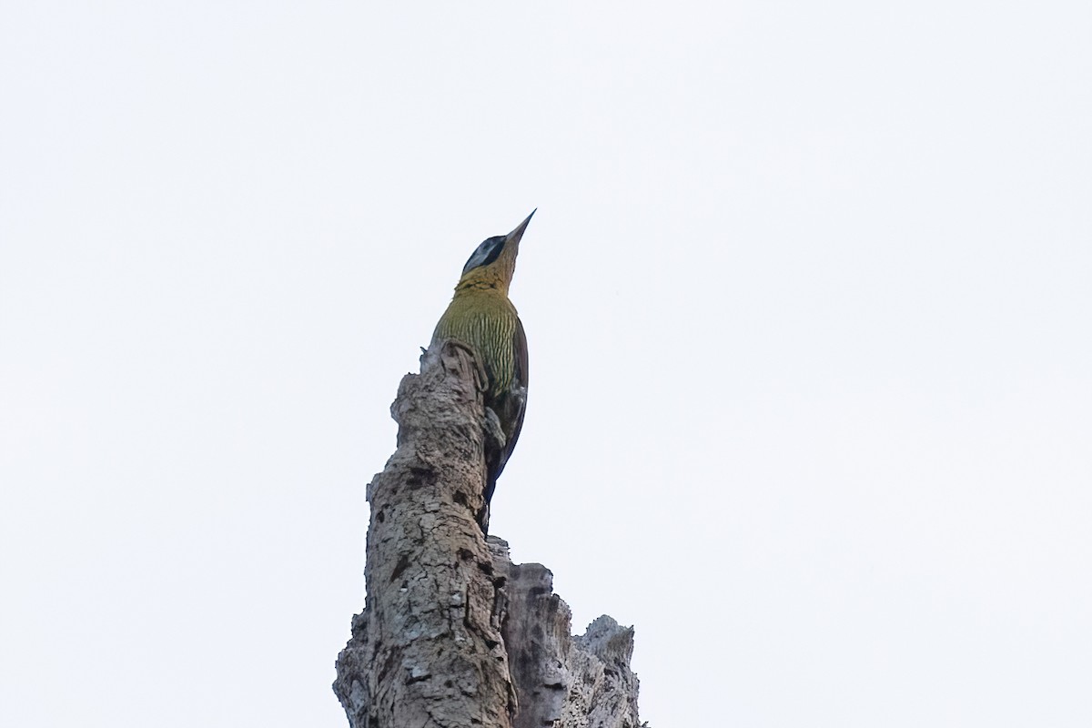 Laced Woodpecker - Sayam U. Chowdhury