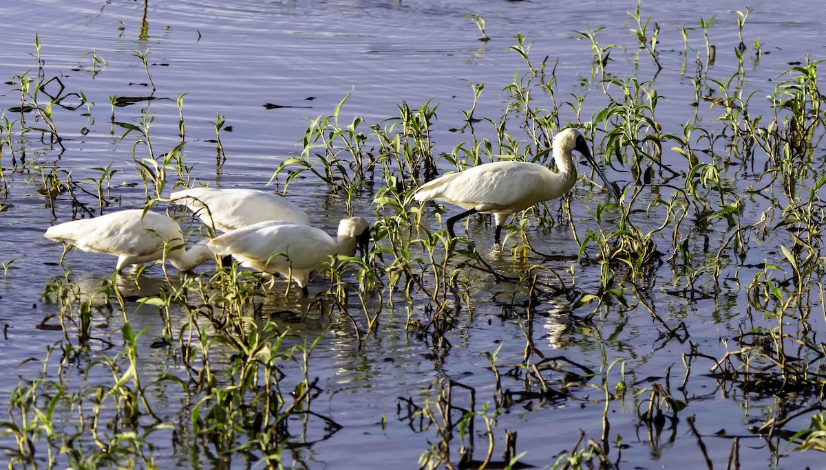 Royal Spoonbill - ML617149498