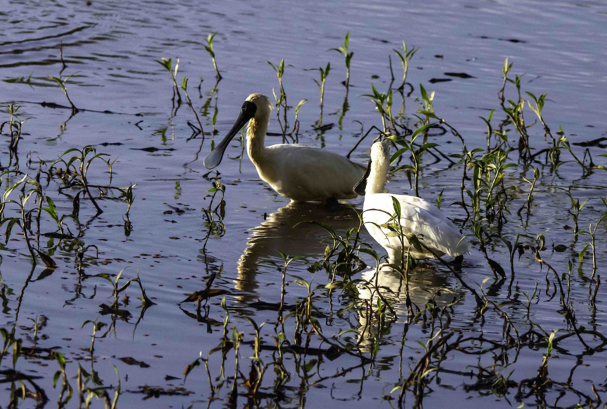 Royal Spoonbill - ML617149499