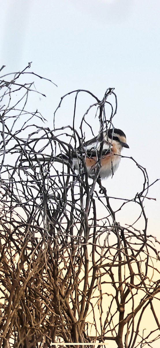 Masked Shrike - ML617149513