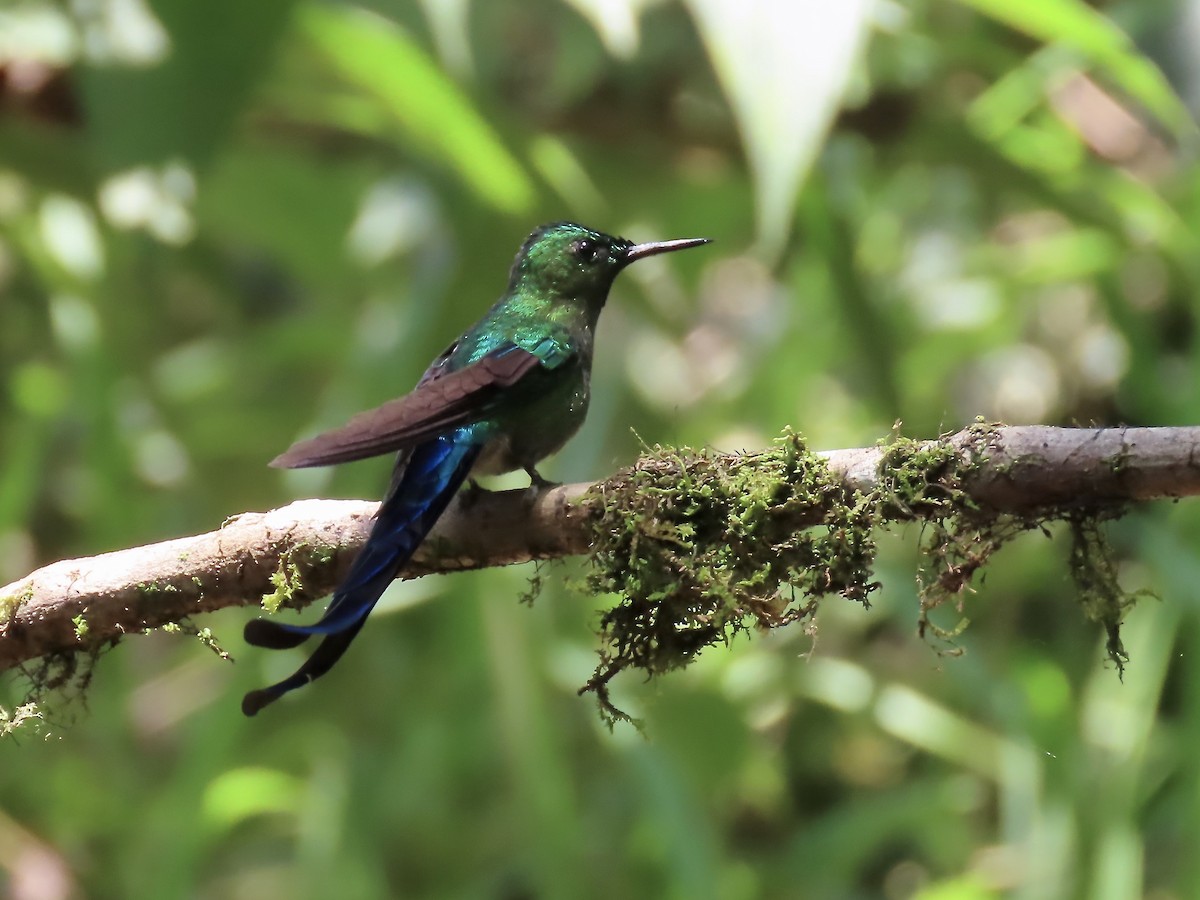 Long-tailed Sylph - ML617149524