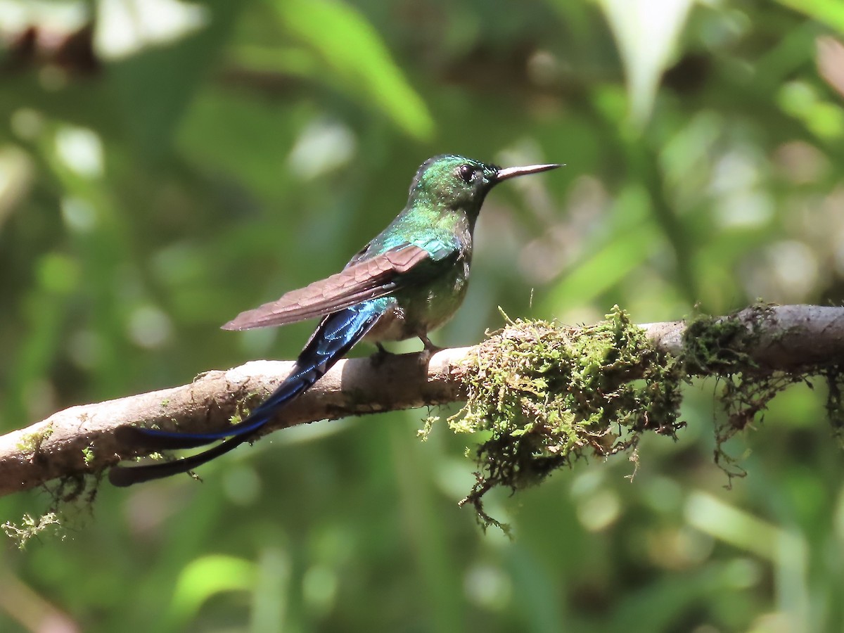 Long-tailed Sylph - ML617149525