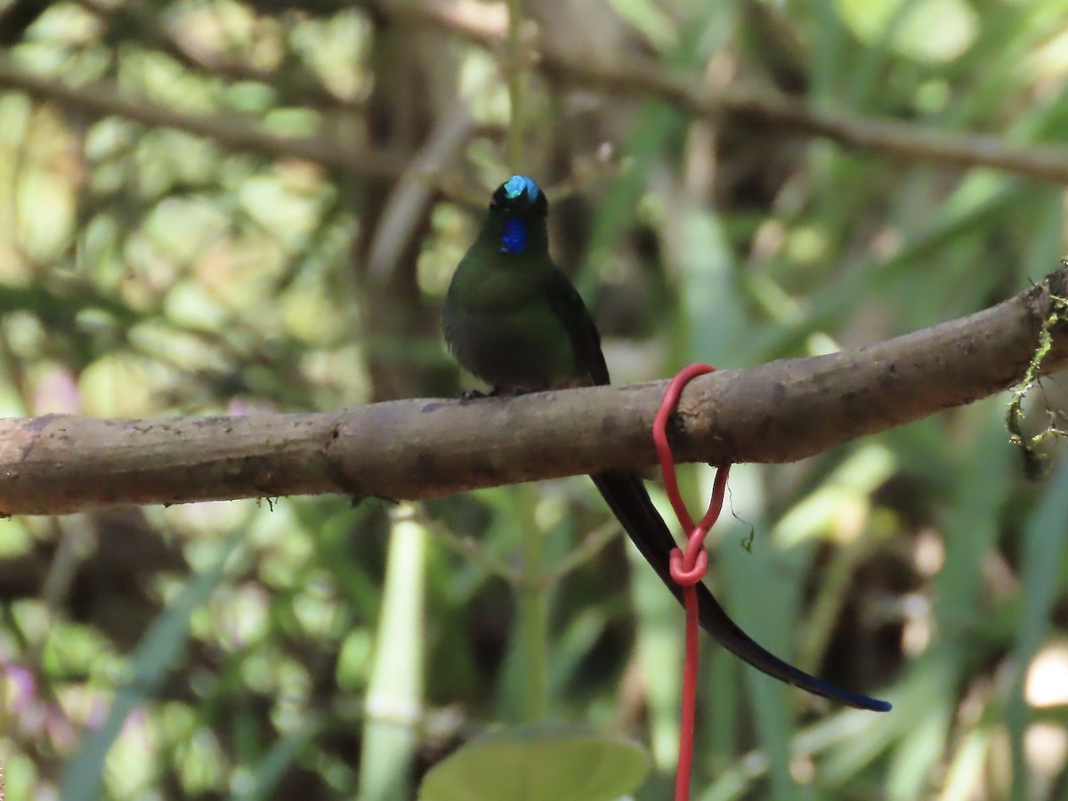 Long-tailed Sylph - Marjorie Watson