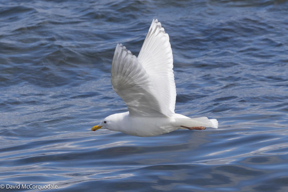 Iceland Gull (kumlieni) - ML617149605