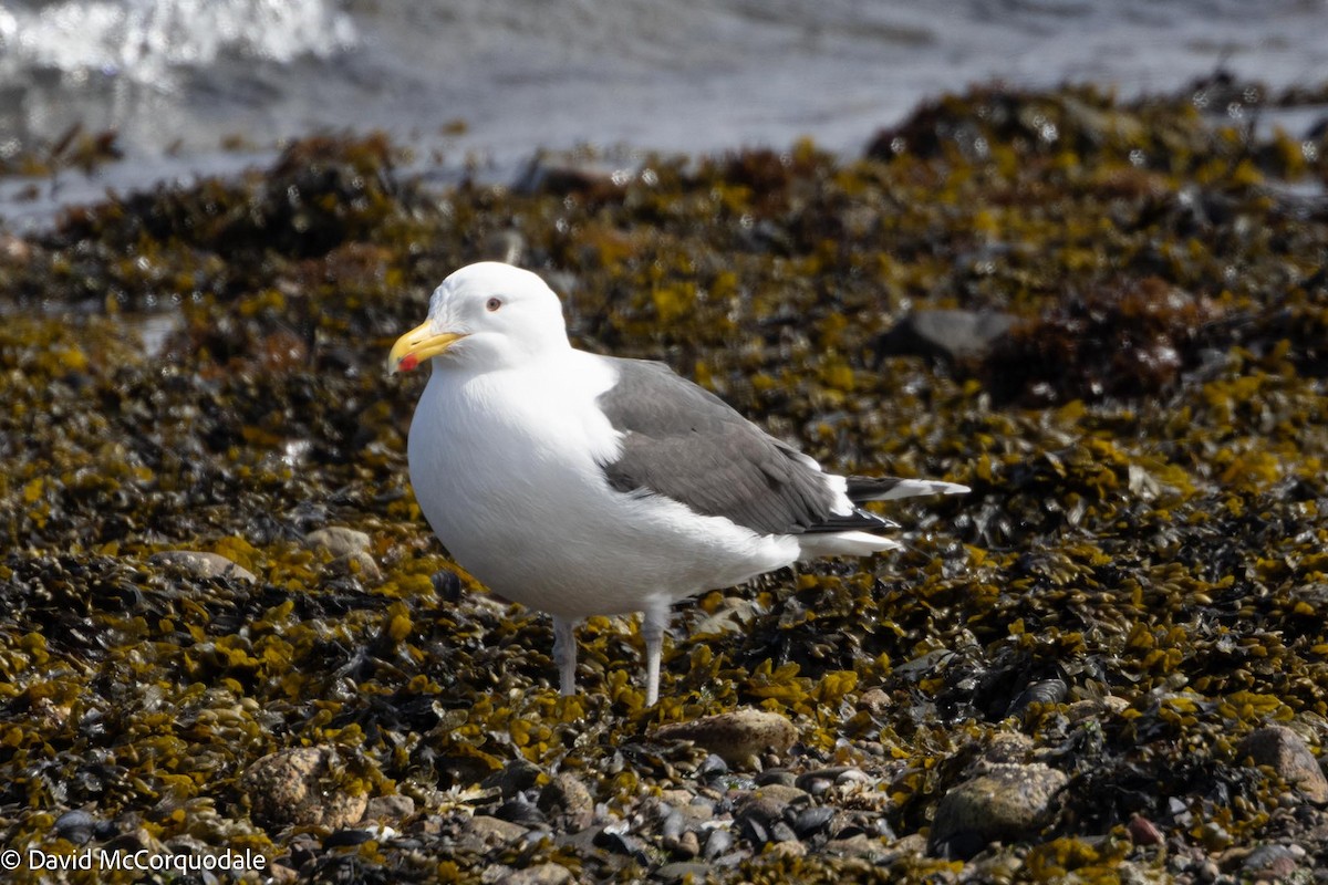 Great Black-backed Gull - ML617149608