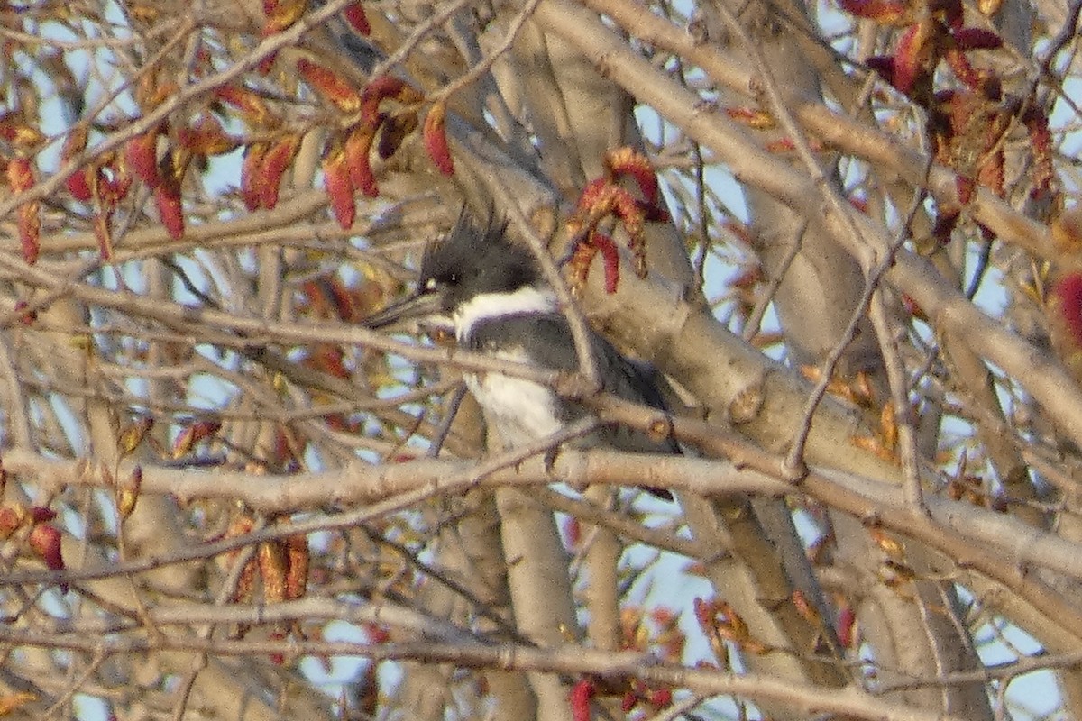 Belted Kingfisher - ML617149630