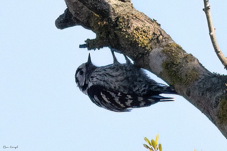 Lesser Spotted Woodpecker - ML617149657