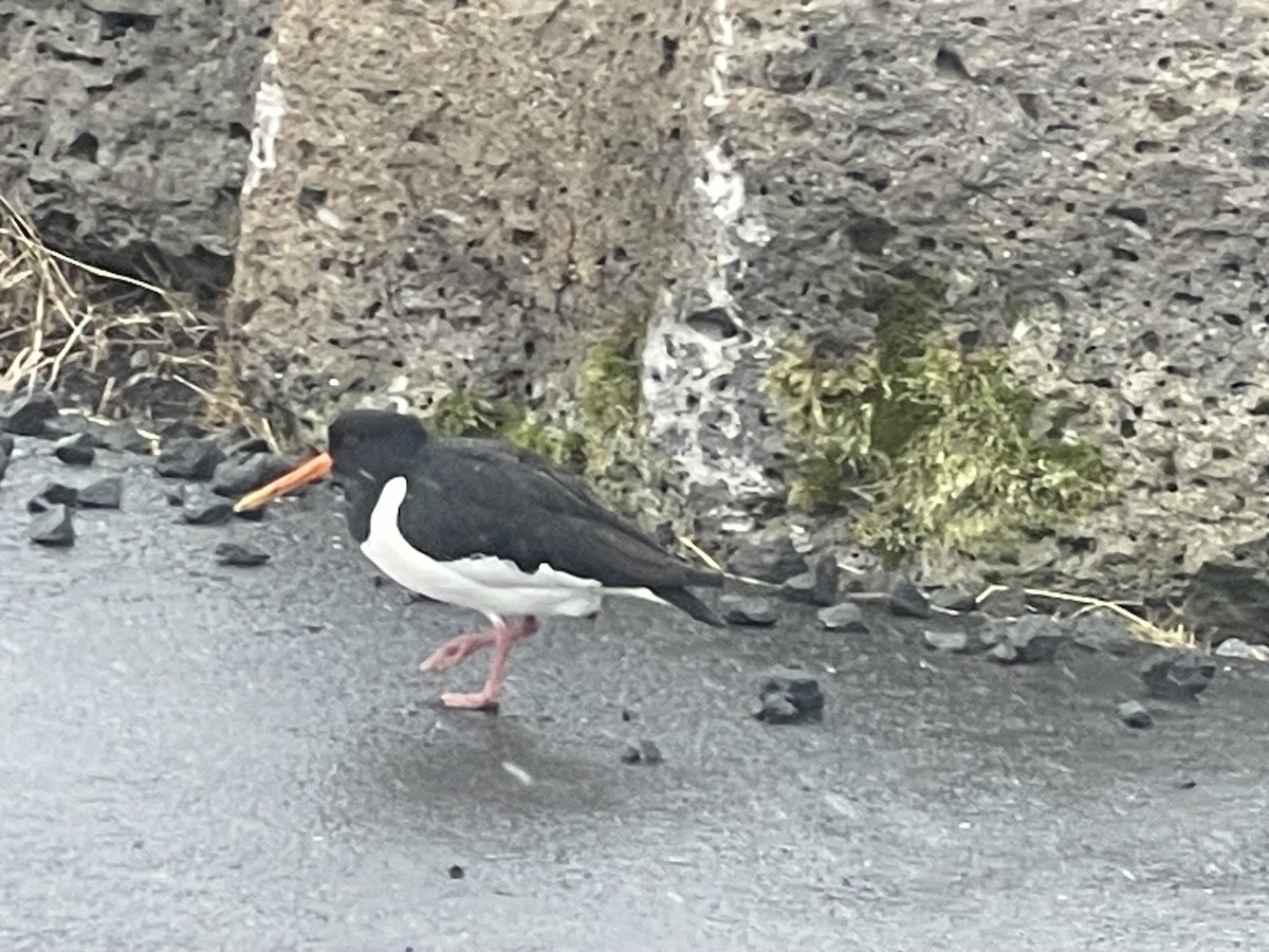 Eurasian Oystercatcher - michael carmody