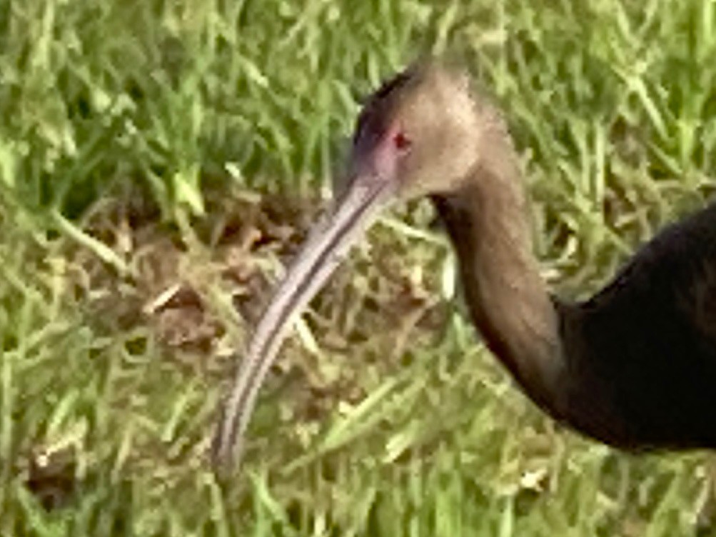 White-faced Ibis - ML617149682