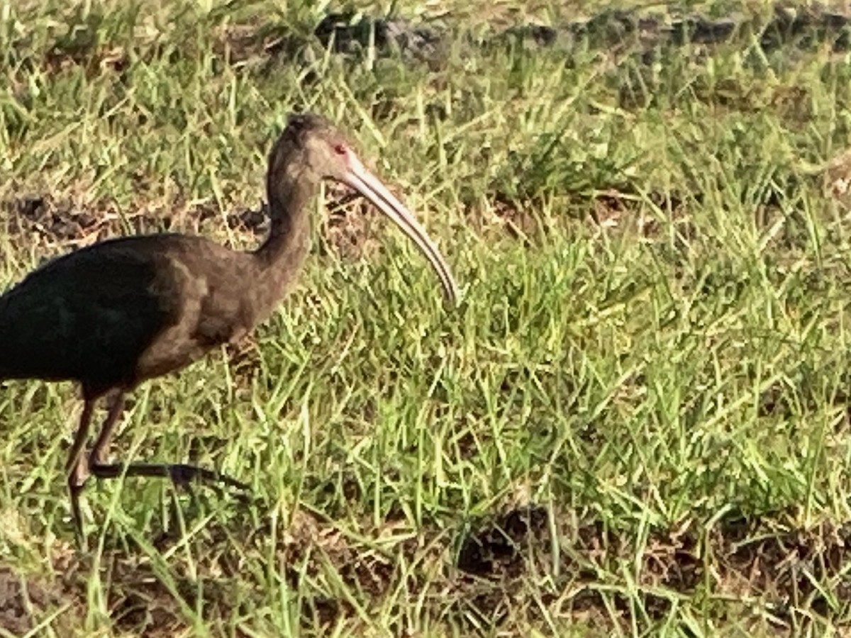 White-faced Ibis - ML617149683