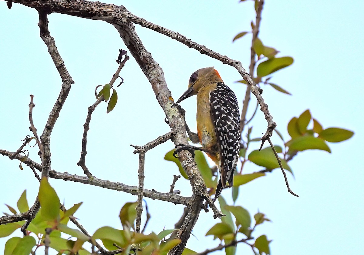 Red-crowned Woodpecker - ML617149689