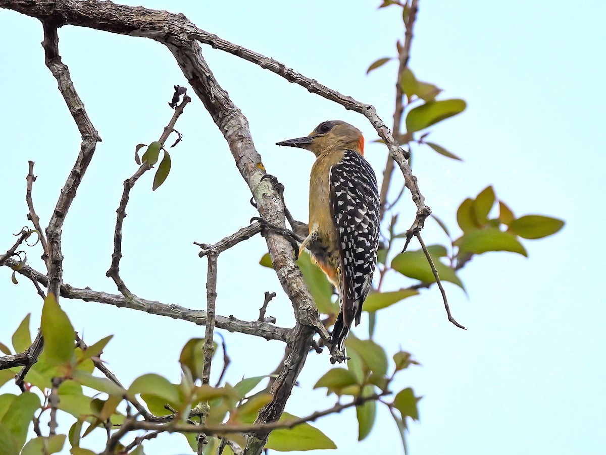 Red-crowned Woodpecker - ML617149690