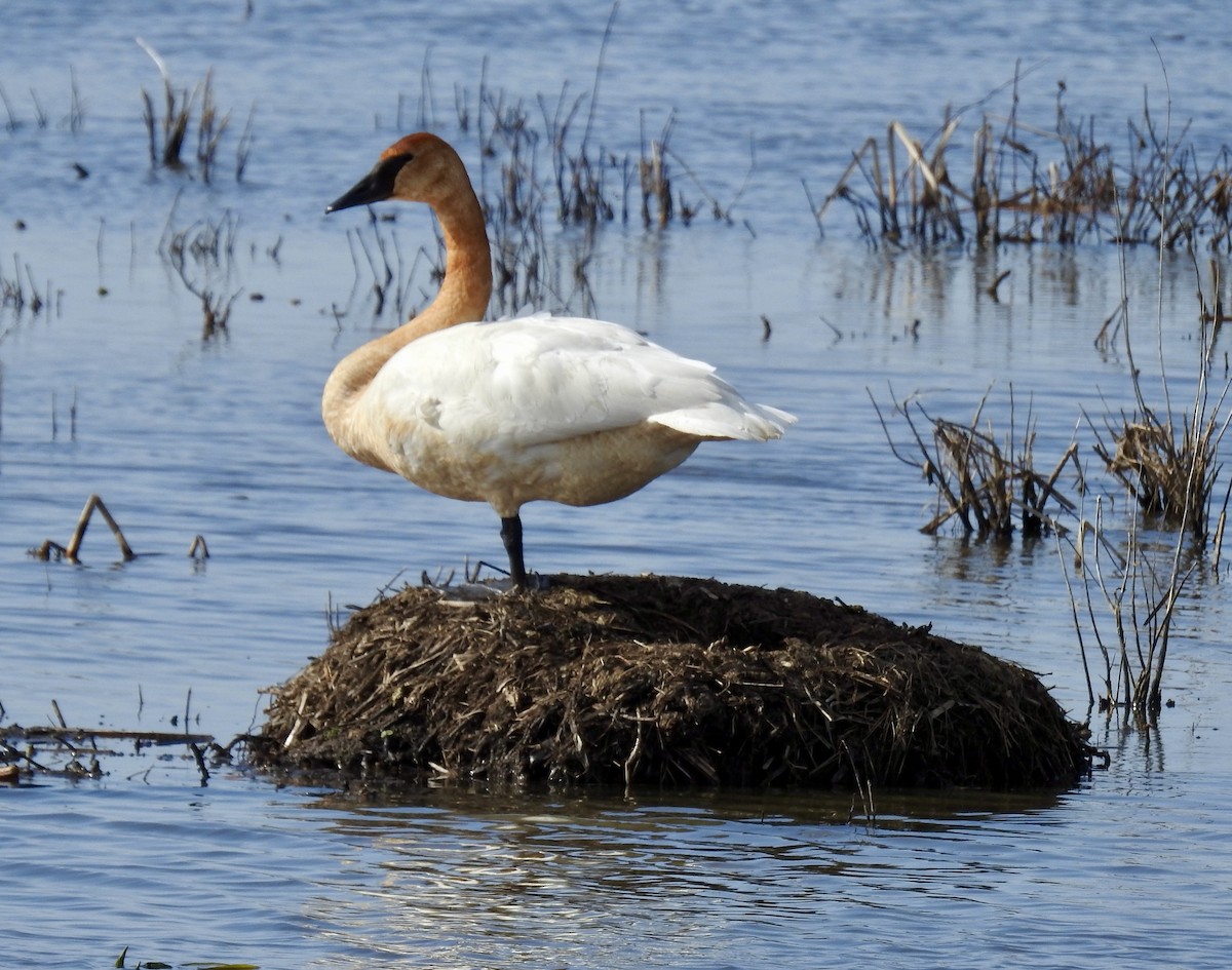 Trumpeter Swan - ML617149692