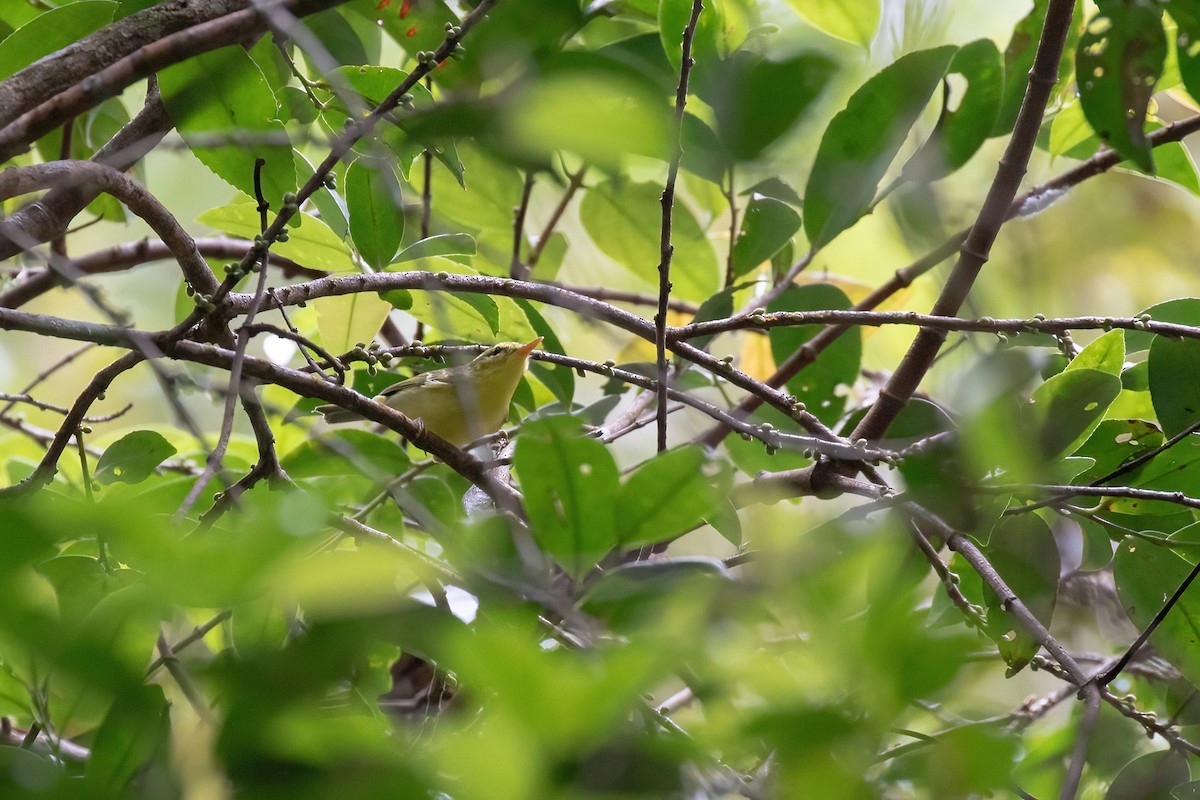 Sulphur-breasted Warbler - ML617149696