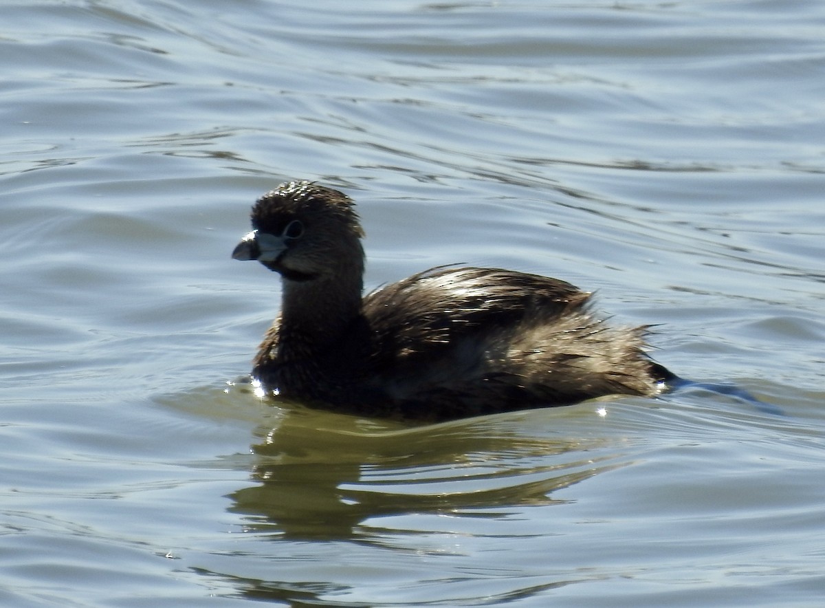 Pied-billed Grebe - ML617149718