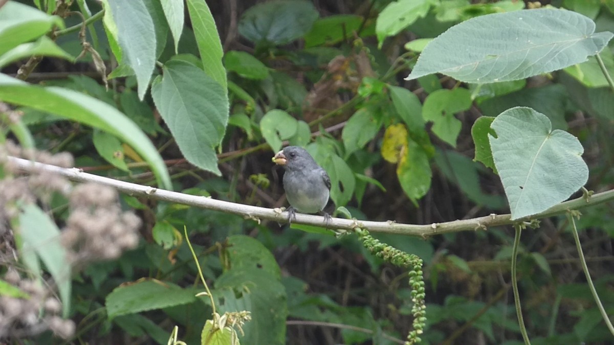 Gray Seedeater - ML617149720