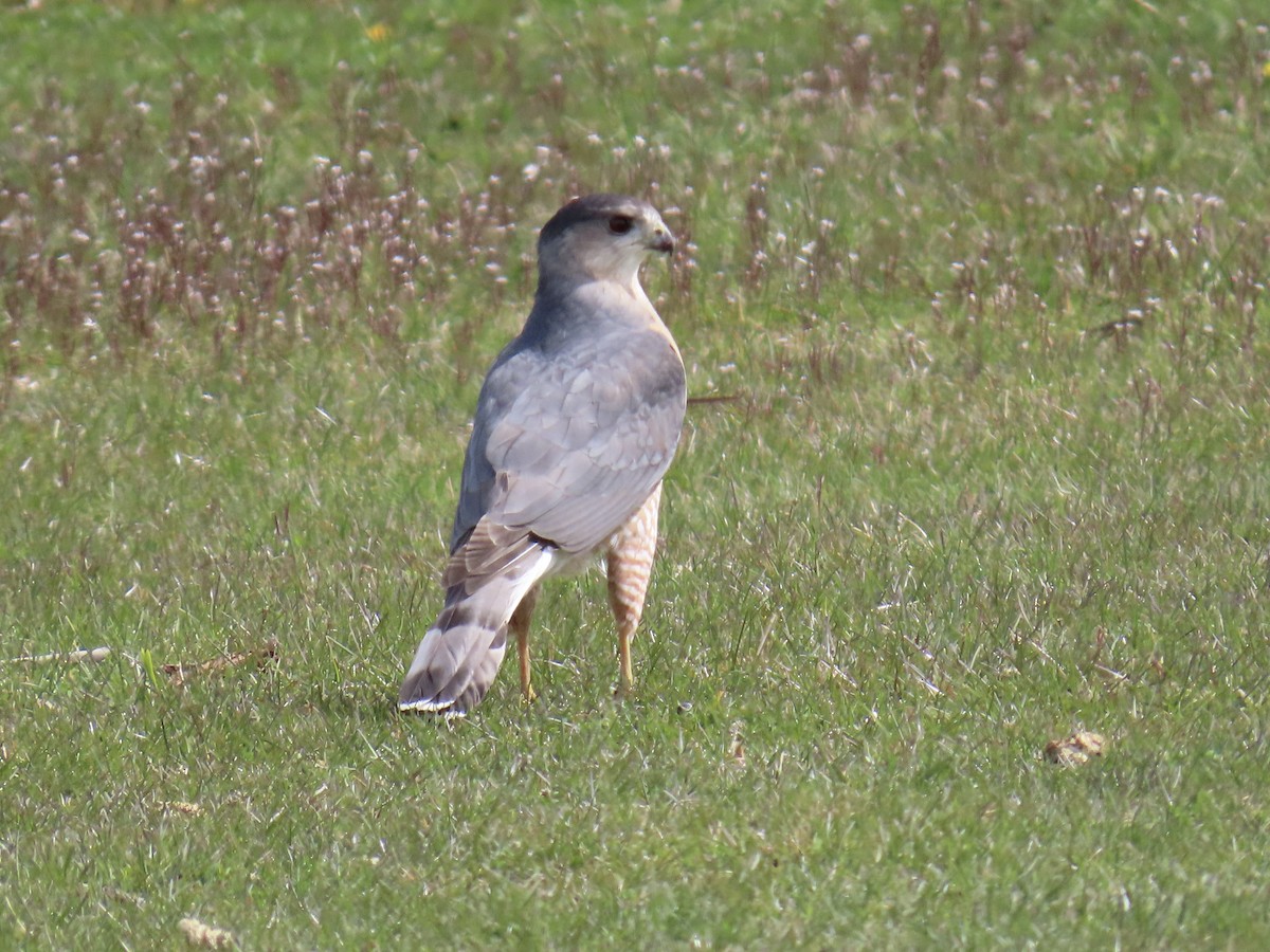 Cooper's Hawk - Ginger Bernardin