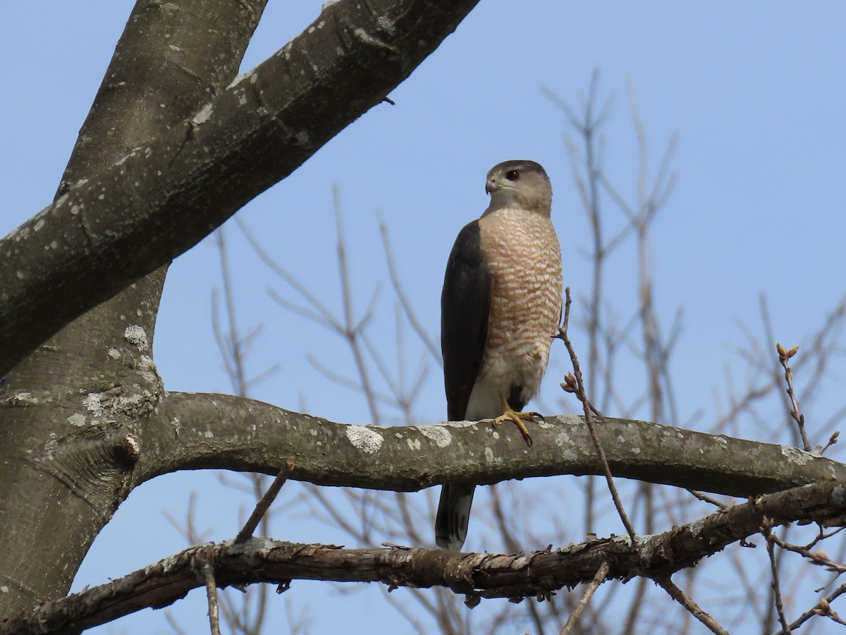 Cooper's Hawk - Ginger Bernardin