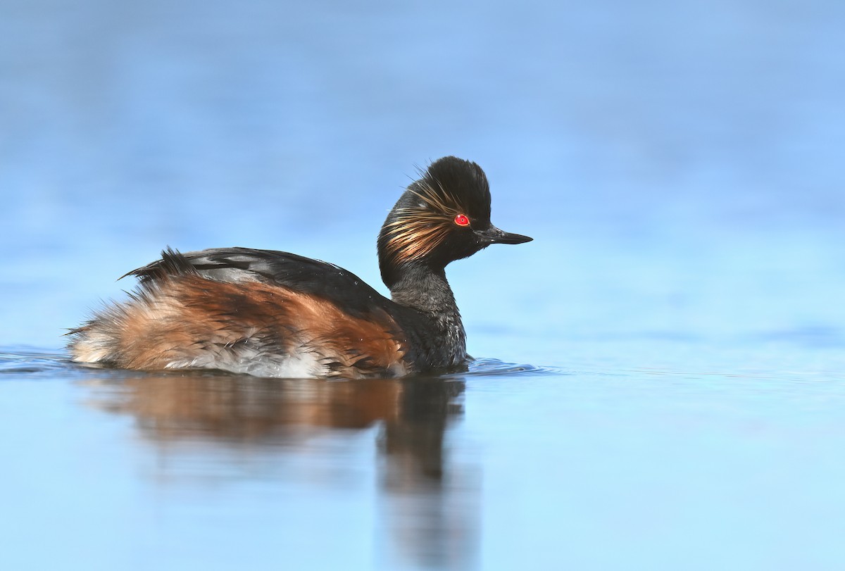 Eared Grebe - ML617149753