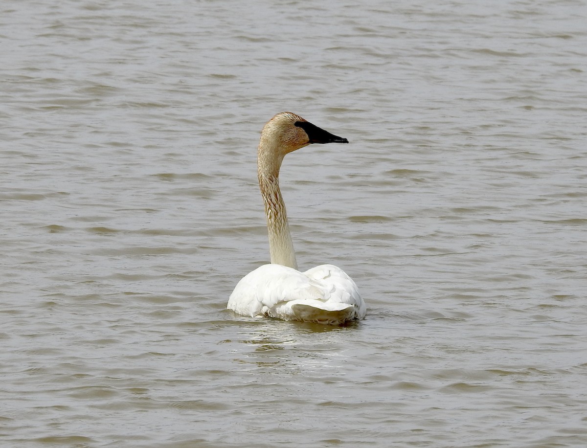 Trumpeter Swan - ML617149757