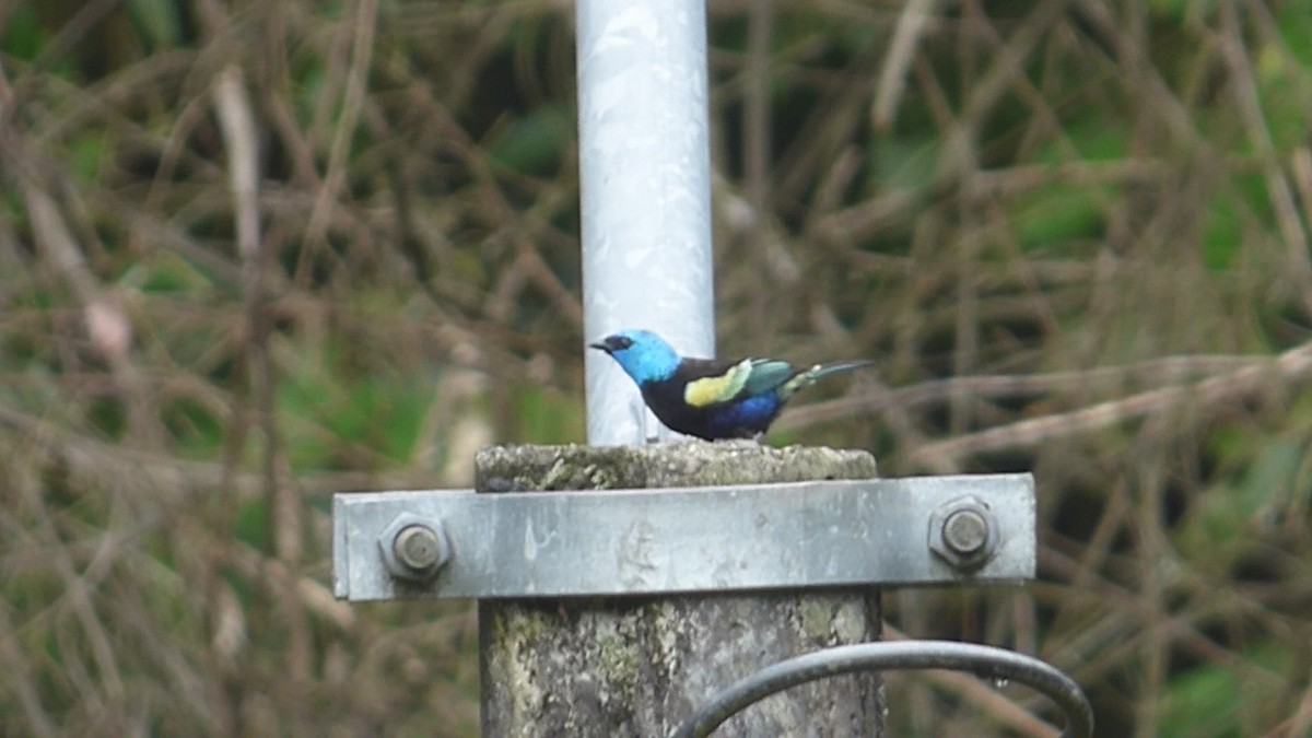 Blue-necked Tanager - ML617149772