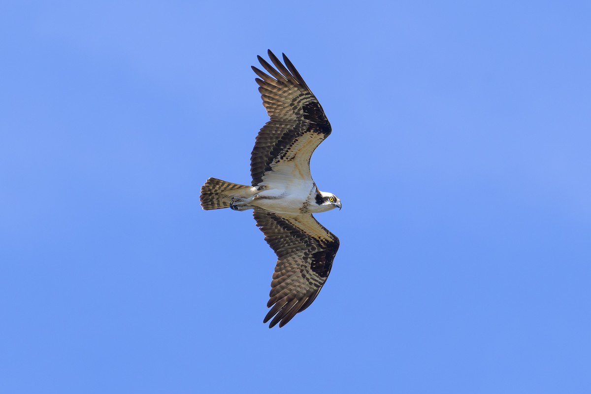 Osprey - ML617149776