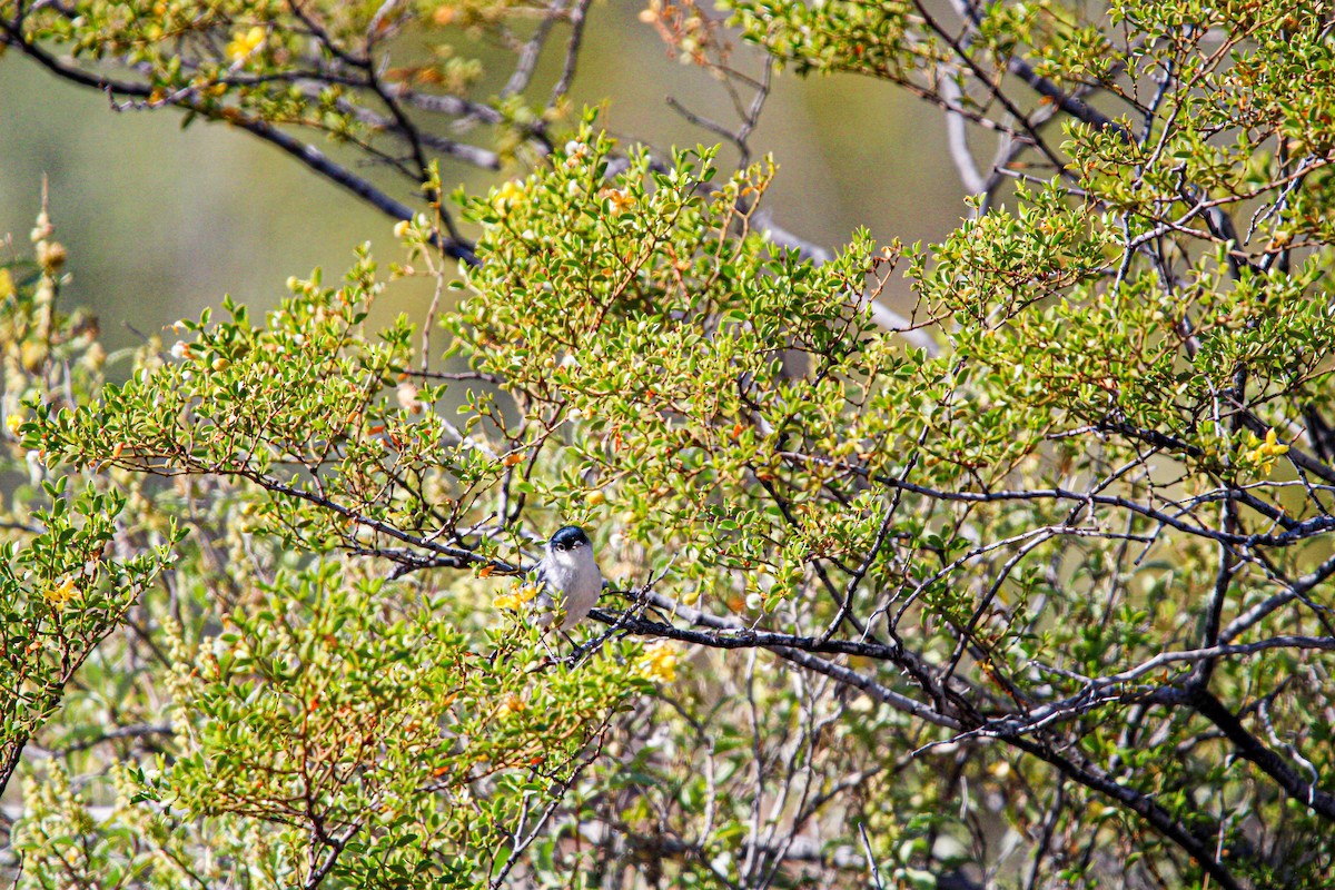 Black-tailed Gnatcatcher - ML617149800