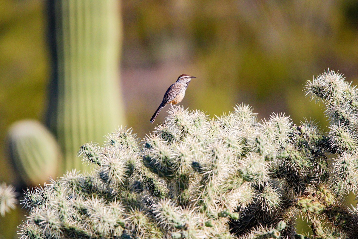 Cactus Wren - ML617149839