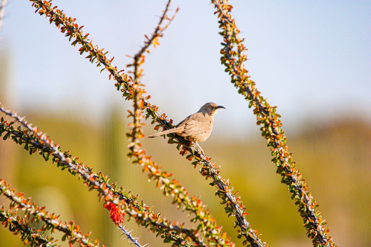 Curve-billed Thrasher - ML617149844