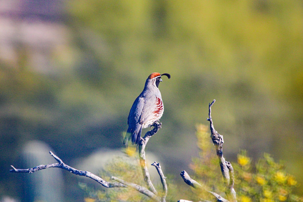 Gambel's Quail - ML617149860