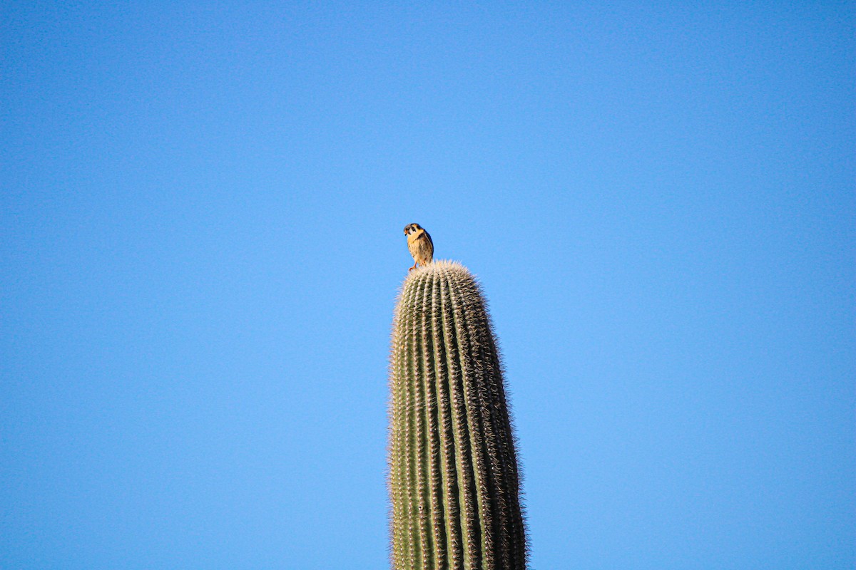 American Kestrel - ML617149868