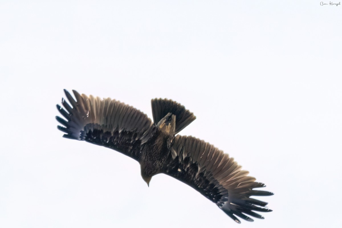 Águila Moteada - ML617149914