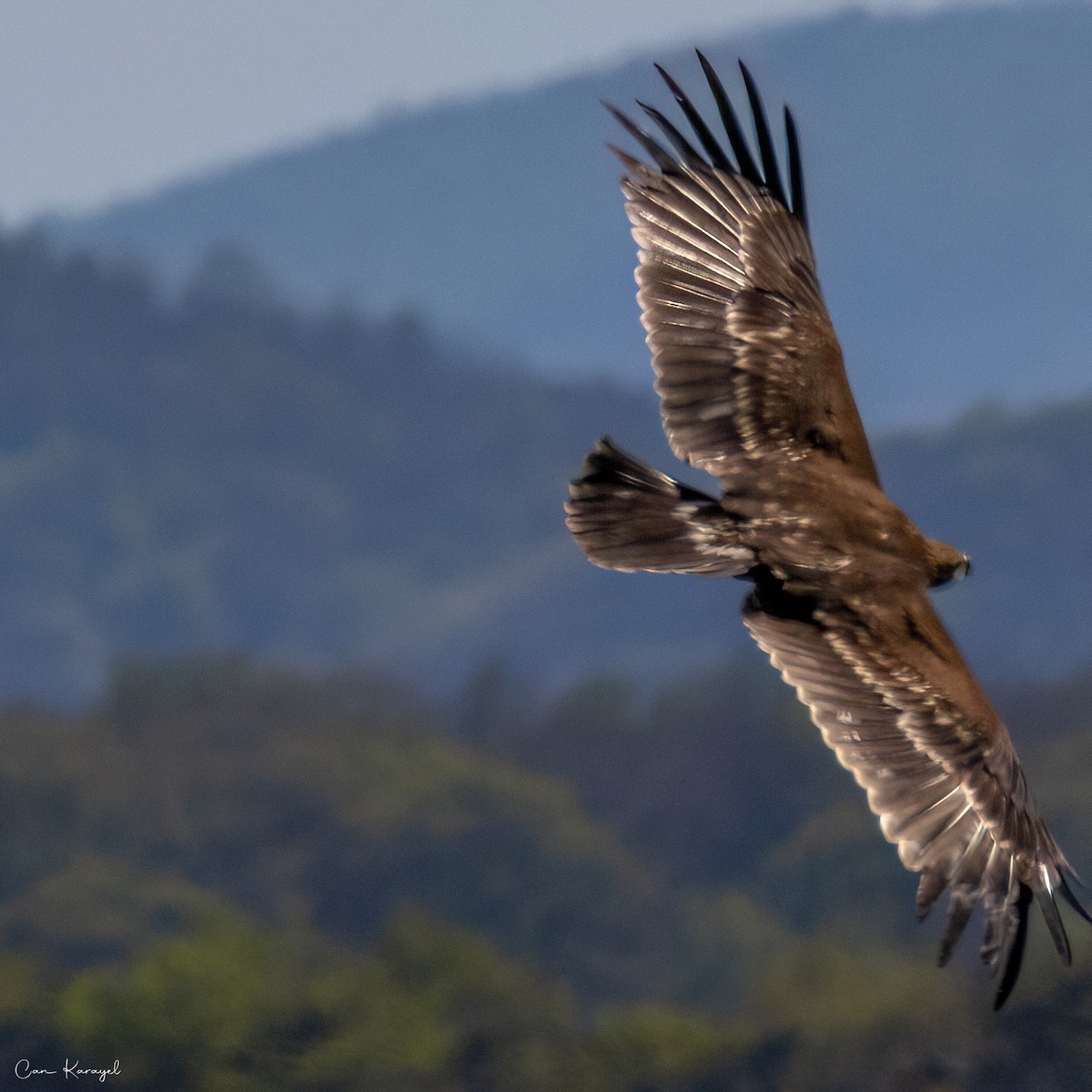 Greater Spotted Eagle - ML617149916