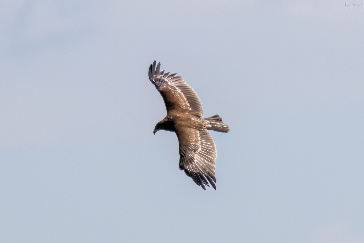 Águila Moteada - ML617149917