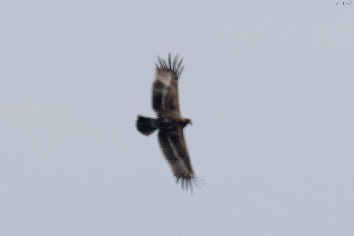 Greater Spotted Eagle - ML617149918