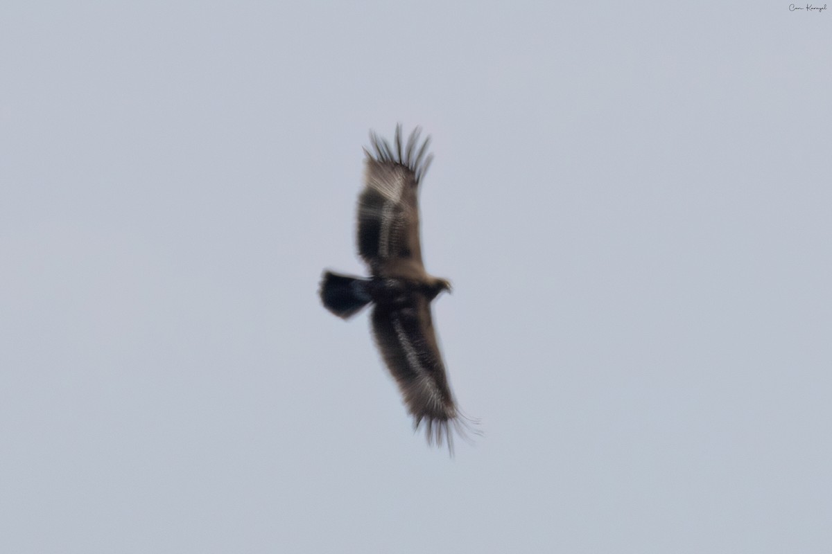 Águila Moteada - ML617149918