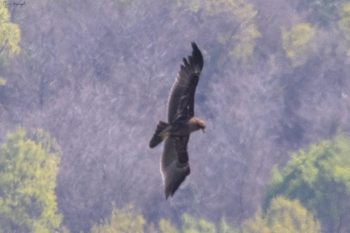 Águila Moteada - ML617149919