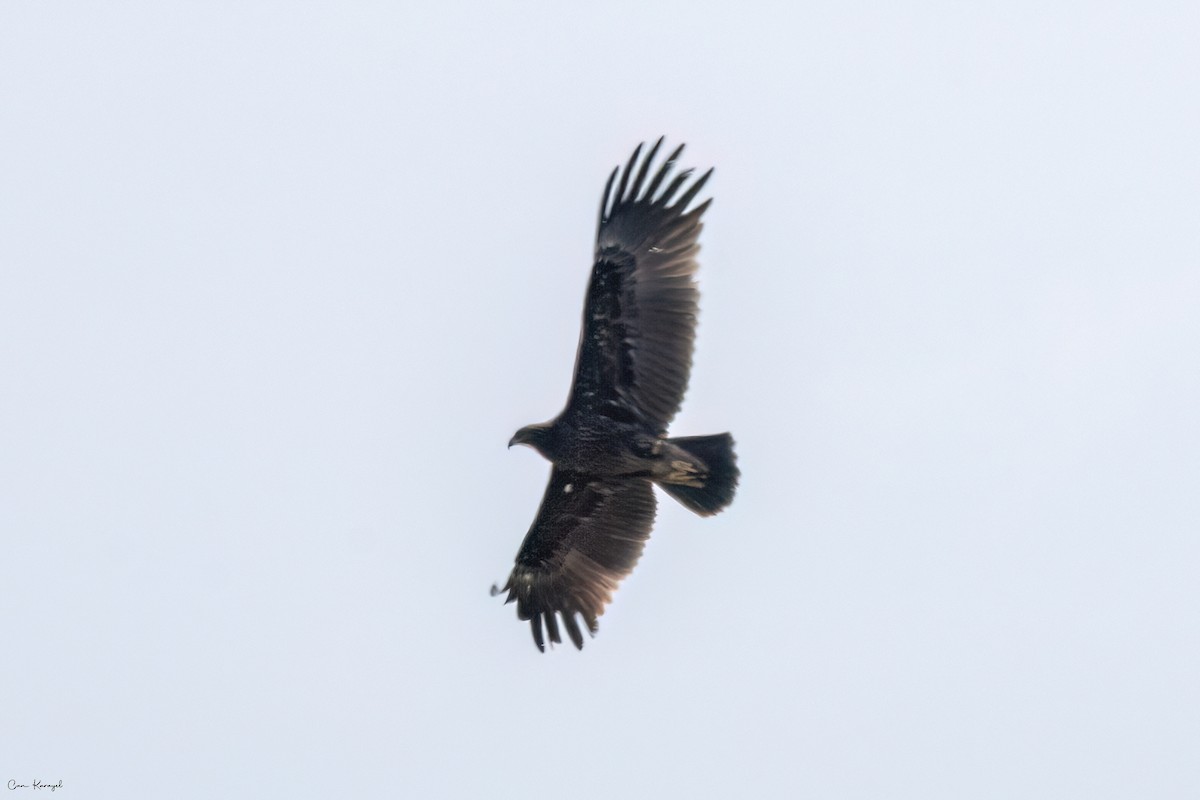 Greater Spotted Eagle - ML617149920