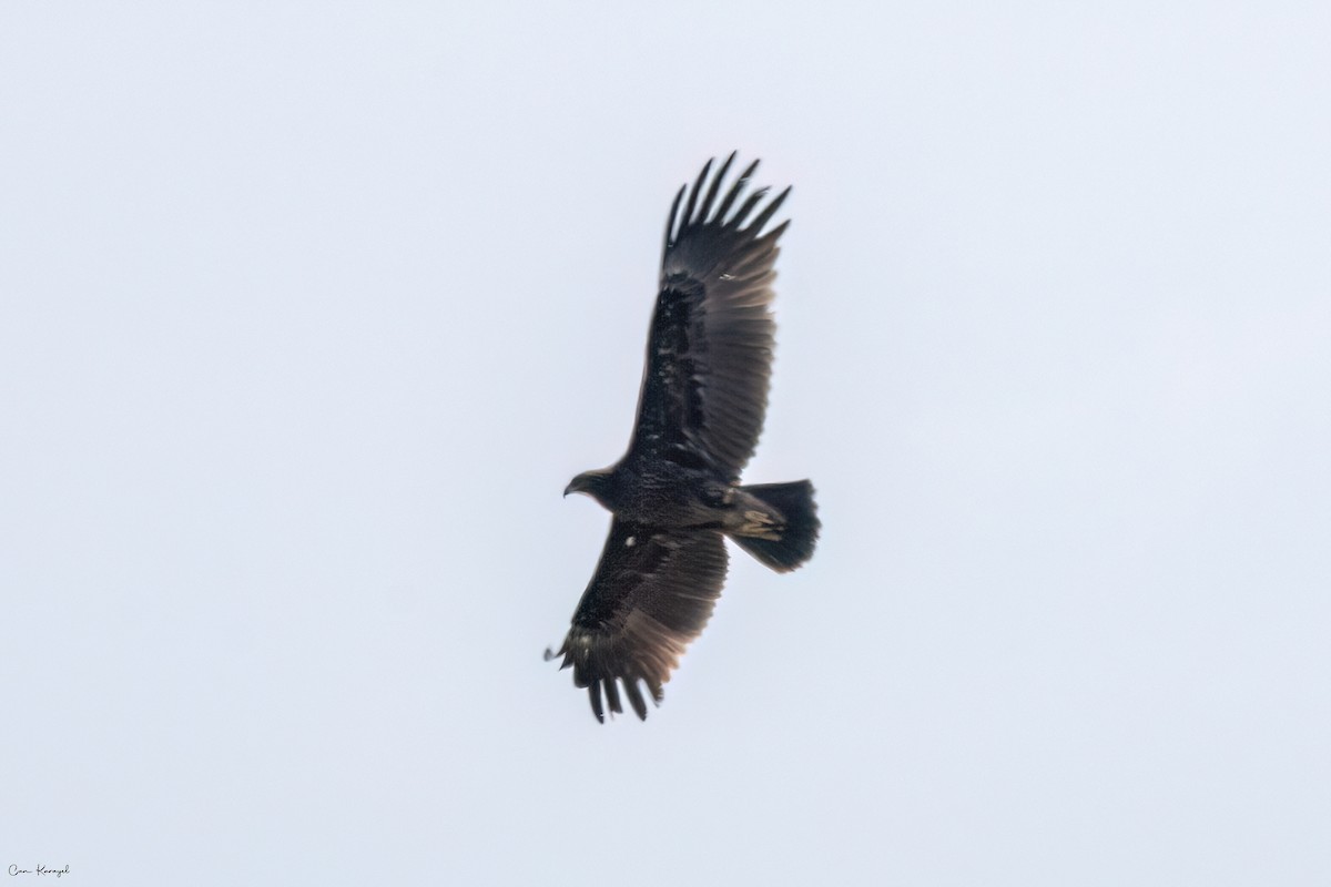 Águila Moteada - ML617149920