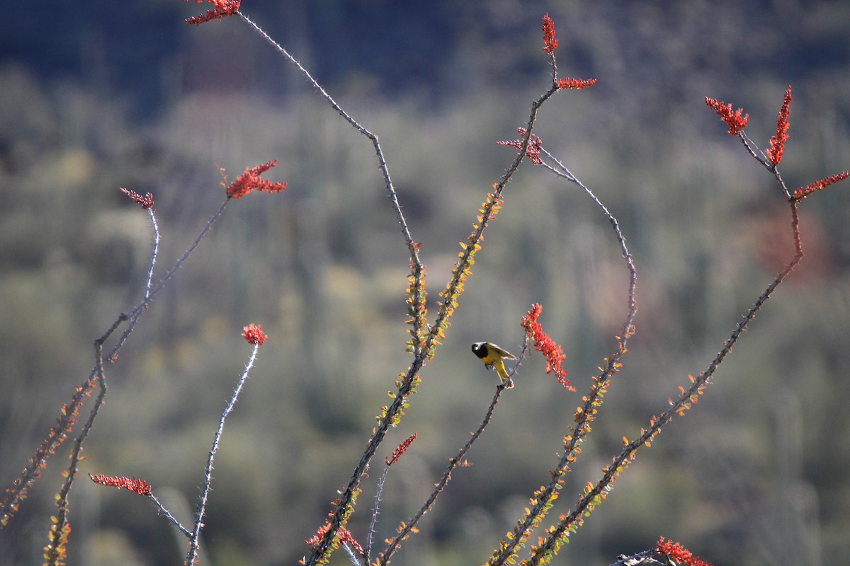 Scott's Oriole - ML617149923