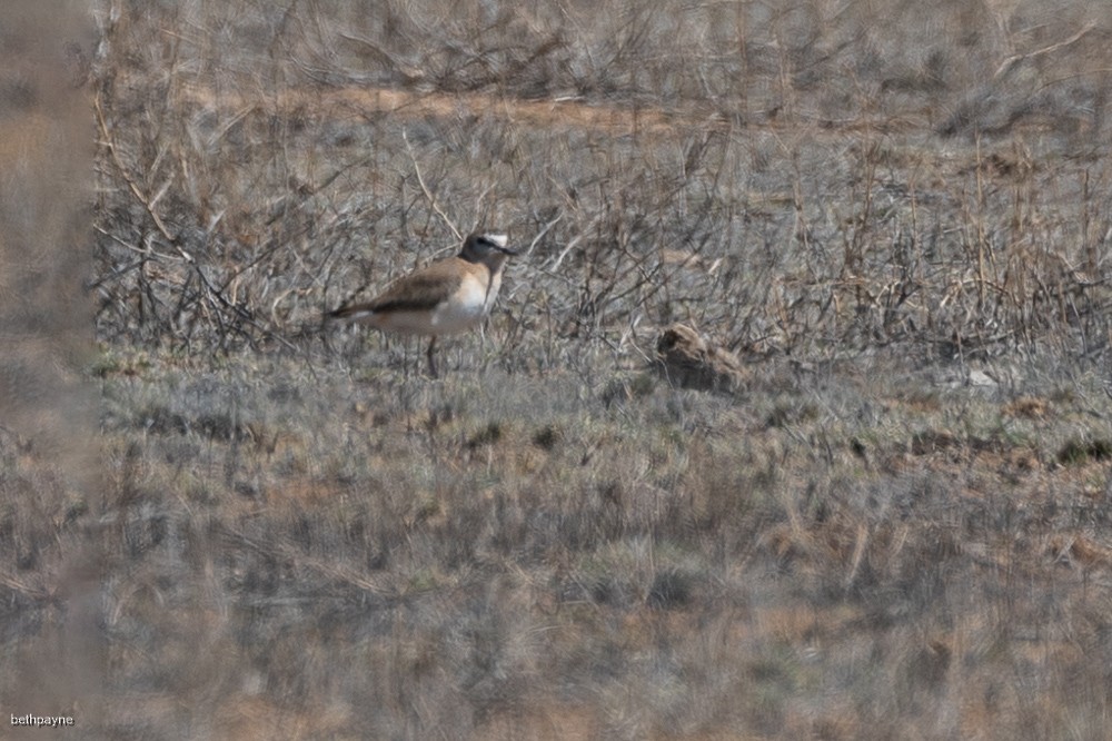 Mountain Plover - ML617149930