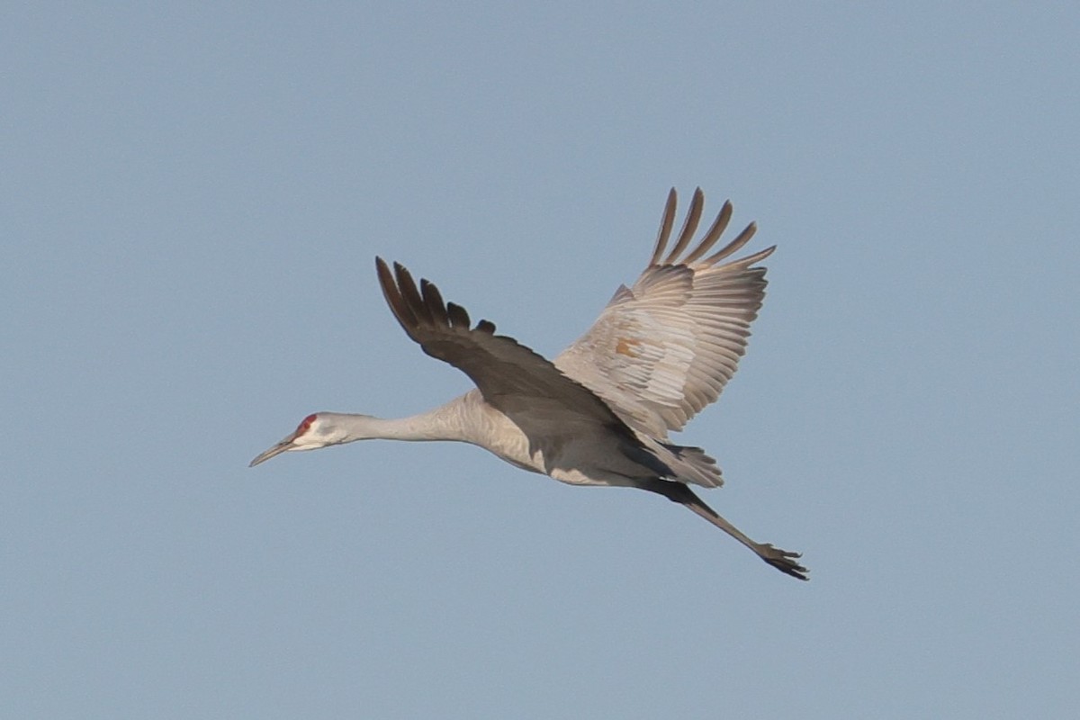 Sandhill Crane - Allan Williams