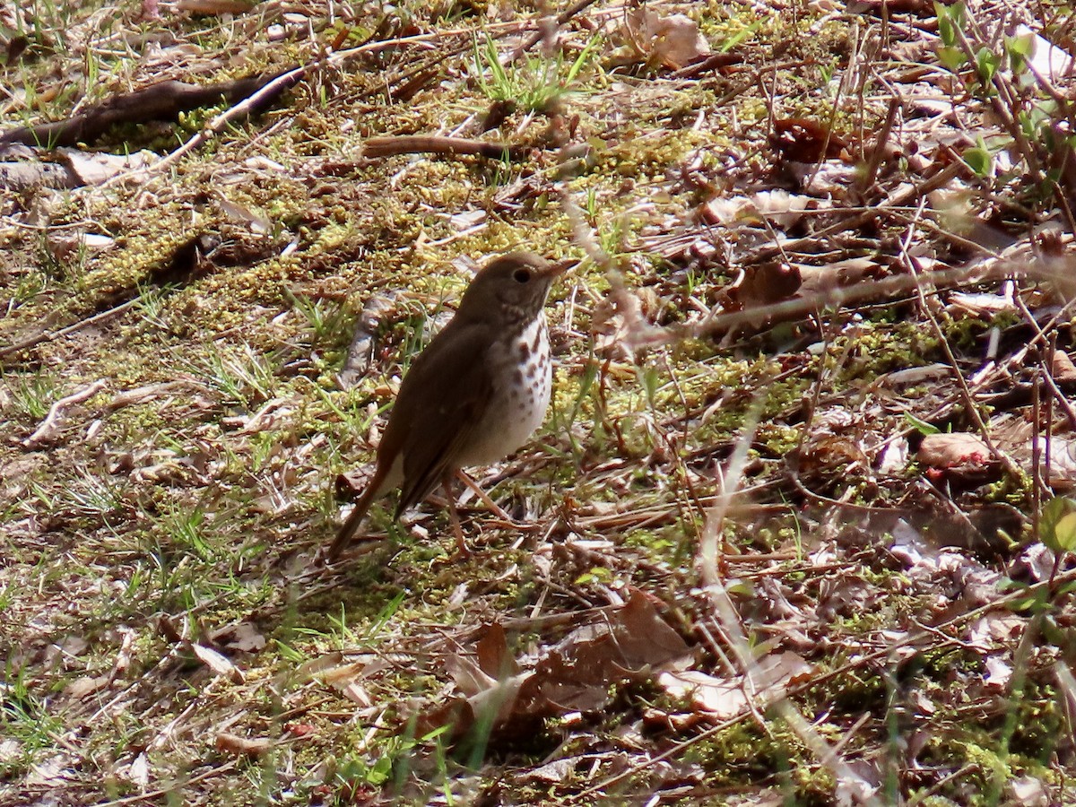 Hermit Thrush - ML617149994